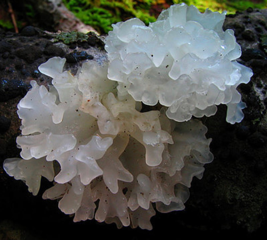 Tremella (Skin & Beauty Mushroom) Dual Extract Pure Fruiting Body Instant Tonic Tea PREORDER