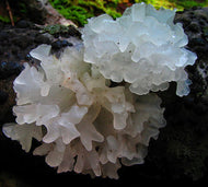 Tremella (Skin & Beauty Mushroom) Hot Water Extract Powder Pure Fruiting Body Instant Tonic Tea PREORDER