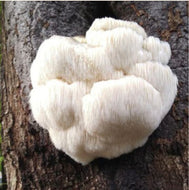 Lion's Mane (Nerve Growth, Brain, Focus Tonic) Dual Extract Pure Fruiting Body