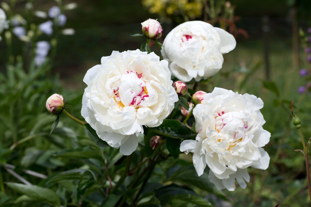 White Peony Qi & Blood Menstrual Tonic PREORDER