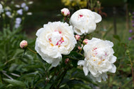 White Peony Qi & Blood Menstrual Tonic