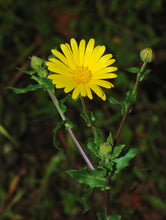 Load image into Gallery viewer, Organic Dried Calendula Flower Petals Jar
