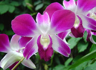 Dendrobium PREORDER “Healer's Herb,